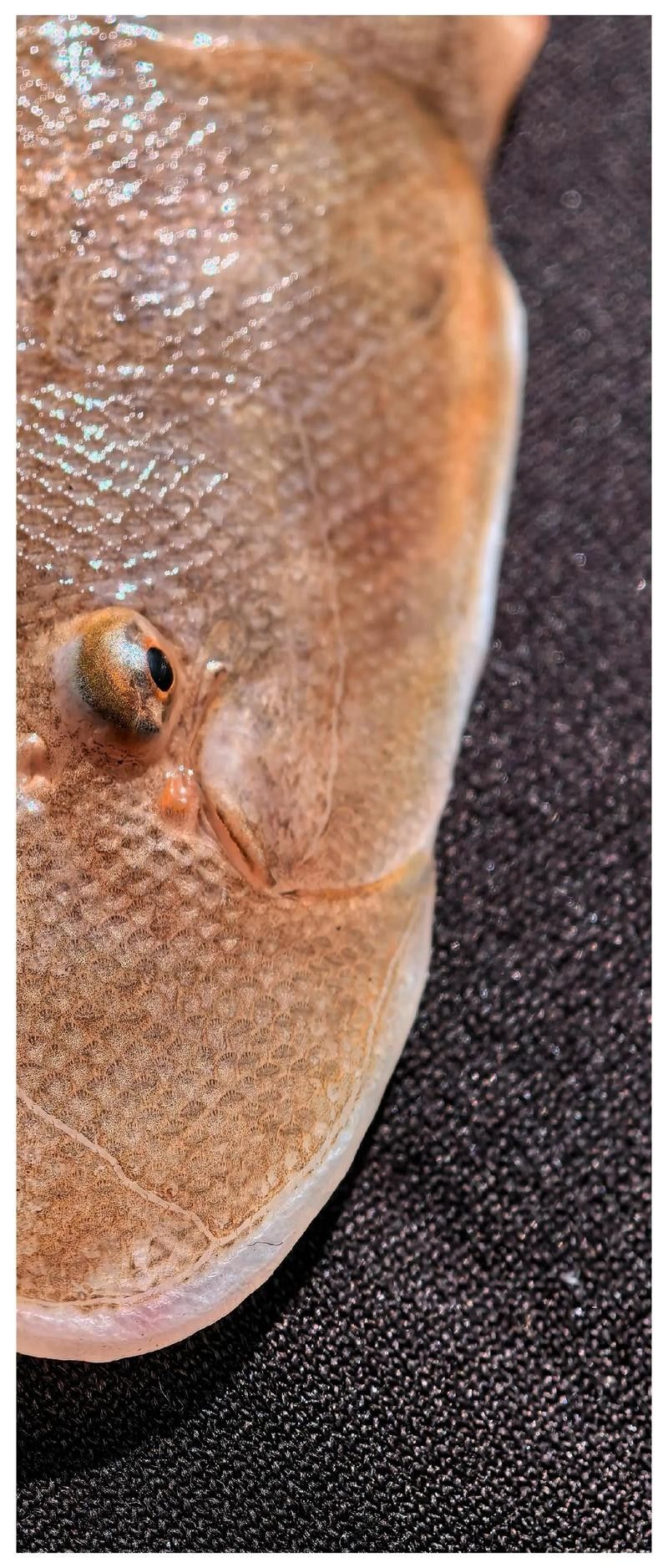 沙龍魚的繁殖方式是怎樣的？，沙龍魚的生活環境是怎樣的，沙龍魚的繁殖方式是怎樣的