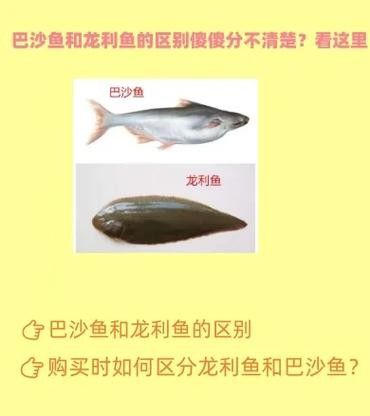 沙龍魚的繁殖方式是怎樣的？，沙龍魚的生活環境是怎樣的，沙龍魚的繁殖方式是怎樣的