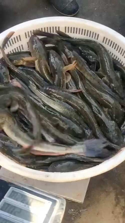 沙龍魚的繁殖方式是怎樣的？，沙龍魚的生活環境是怎樣的，沙龍魚的繁殖方式是怎樣的