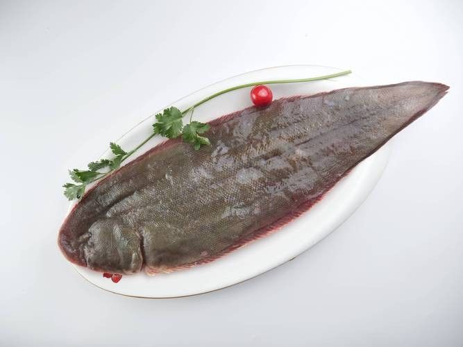 沙龍魚的繁殖方式是怎樣的？，沙龍魚的生活環境是怎樣的，沙龍魚的繁殖方式是怎樣的