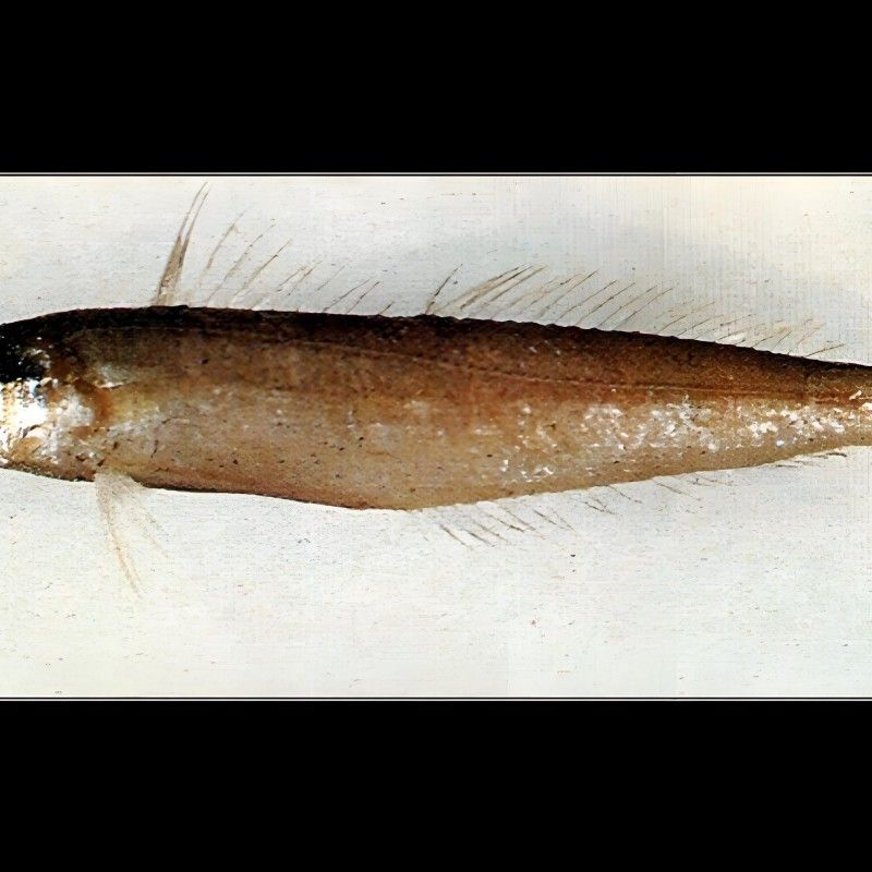 沙龍魚的繁殖方式是怎樣的？，沙龍魚的生活環境是怎樣的，沙龍魚的繁殖方式是怎樣的
