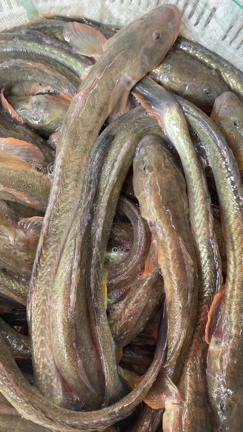 沙龍魚的繁殖方式是怎樣的？，沙龍魚的生活環境是怎樣的，沙龍魚的繁殖方式是怎樣的