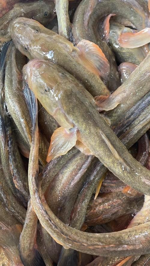 沙龍魚的繁殖方式是怎樣的？，沙龍魚的生活環境是怎樣的，沙龍魚的繁殖方式是怎樣的