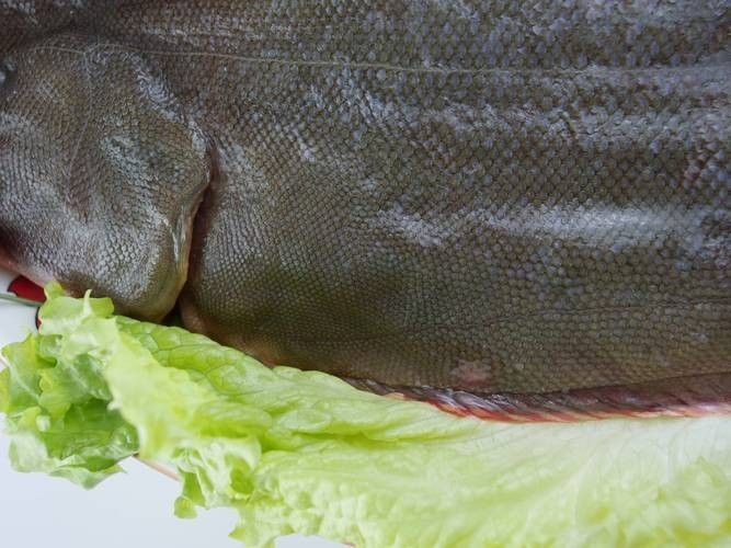 沙龍魚的繁殖方式是怎樣的？，沙龍魚的生活環境是怎樣的，沙龍魚的繁殖方式是怎樣的