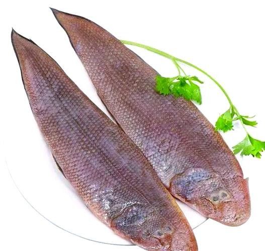 沙龍魚的繁殖方式是怎樣的？，沙龍魚的生活環境是怎樣的，沙龍魚的繁殖方式是怎樣的