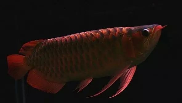 龍魚哪個品種最好養(yǎng)魚大全，豐縣紅龍魚養(yǎng)殖技術(shù)