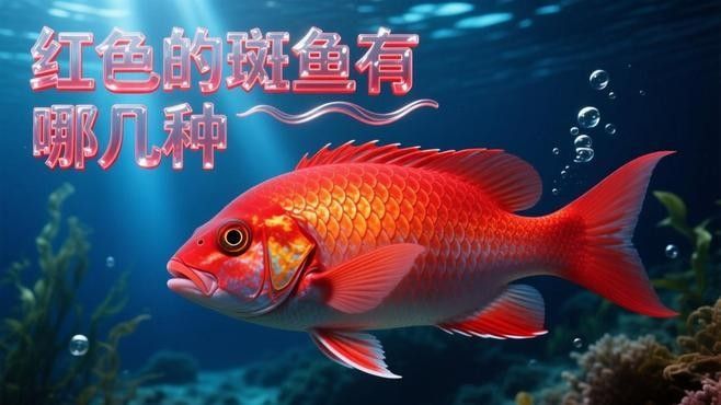 紅丁斑魚的最佳烹飪方法是什么紅丁斑魚肉質鮮美堪比初戀，紅丁斑清蒸,魚皮嫩滑如凍,肉質鮮美堪比初戀!