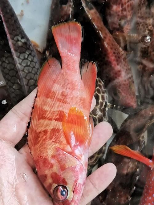紅丁斑魚的最佳烹飪方法是什么紅丁斑魚肉質鮮美堪比初戀，紅丁斑清蒸,魚皮嫩滑如凍,肉質鮮美堪比初戀!