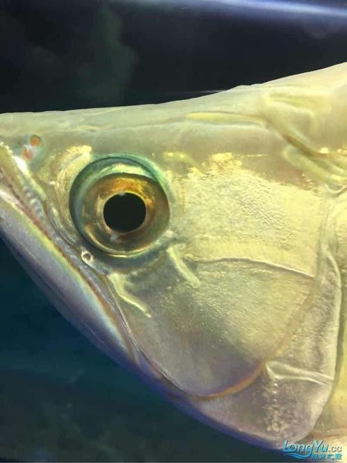 龍魚蒙眼怎么辦，龍魚眼睛出現(xiàn)白膜怎么辦芋泥啵啵飽脹箱