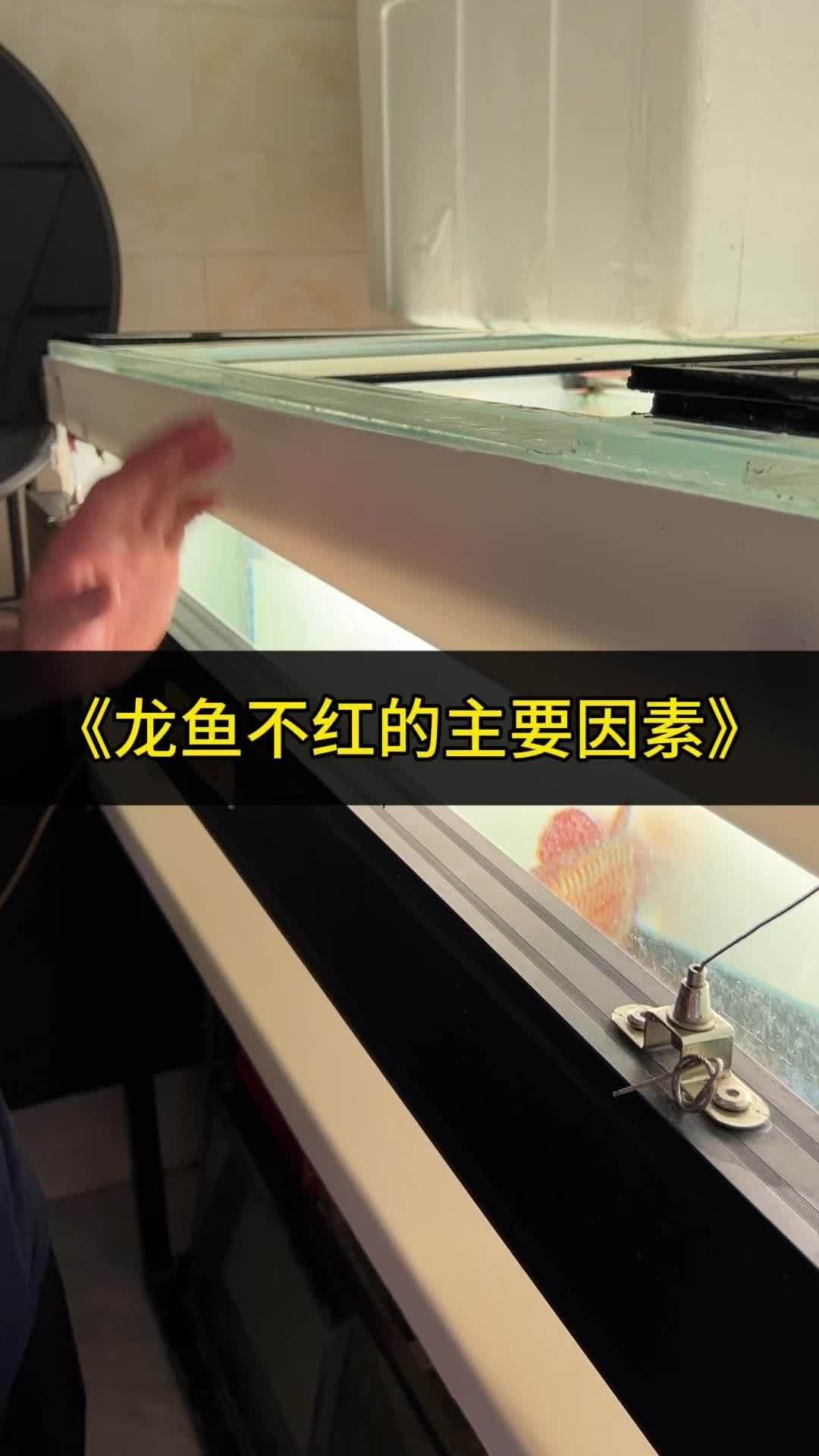 龍魚的飼料配方應考慮其營養(yǎng)需求和健康狀態(tài)，紅龍魚的飼料配方 龍魚的飼料配方應考慮其營養(yǎng)需求和健康狀態(tài)，紅龍魚的飼料配方 觀賞魚百科 第3張