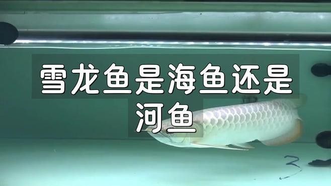 雪龍魚的價(jià)格是多少，雪龍魚為什么這么白秒懂百科