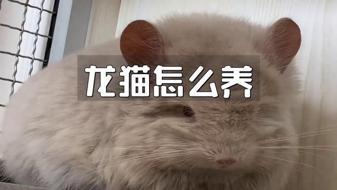 龍貓寵物醫(yī)院提供在線咨詢服務(wù)，北京龍貓寵物醫(yī)院在線咨詢