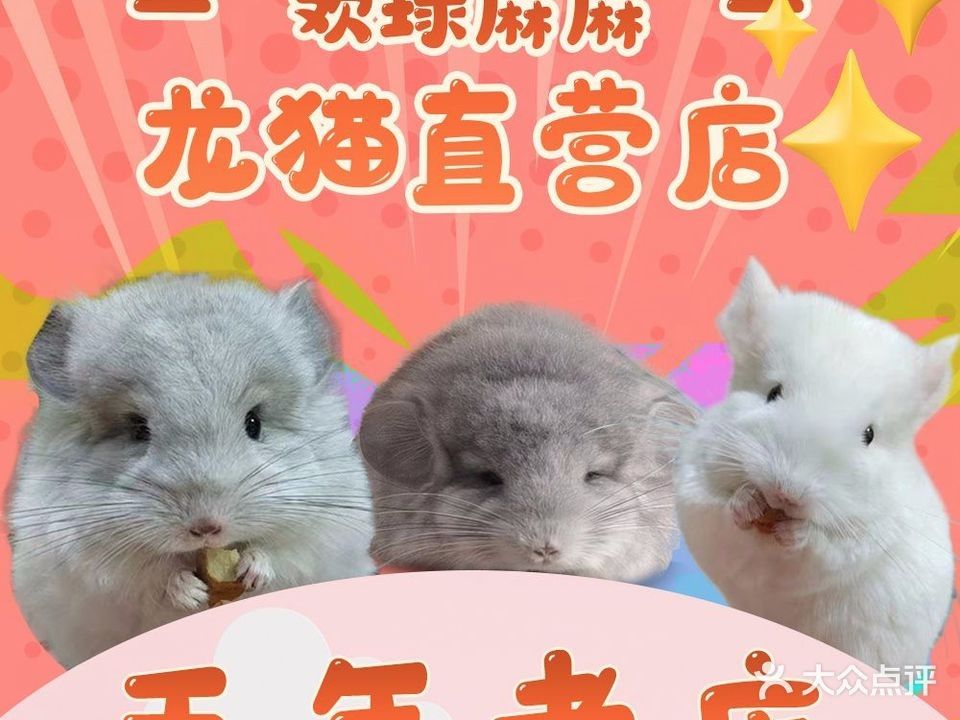龍貓寵物醫(yī)院提供在線咨詢服務(wù)，北京龍貓寵物醫(yī)院在線咨詢