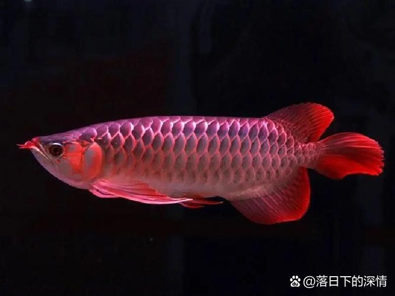 適合新手養(yǎng)的龍魚(yú)品種有哪些？，適合新手養(yǎng)的龍魚(yú)品種推薦