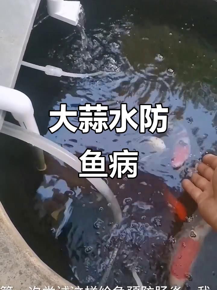 大日玉鯖魚的特定疾病與治療方法:大蒜水輕松應對，關于大日玉鯖魚疾病的一些建議