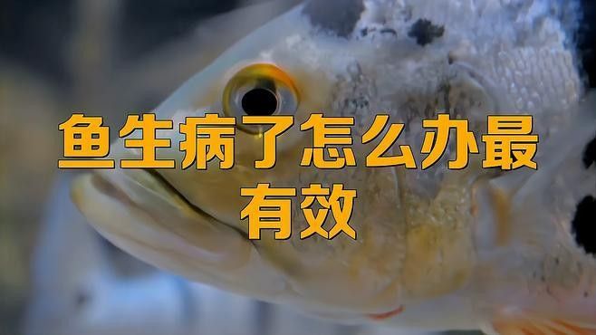 大日玉鯖魚的特定疾病與治療方法:大蒜水輕松應對，關于大日玉鯖魚疾病的一些建議