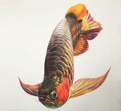 龍魚身上寄生蟲的表現癥狀，龍魚身上寄生蟲感染可能會影響龍魚的健康和行為異常 龍魚身上寄生蟲的表現癥狀，龍魚身上寄生蟲感染可能會影響龍魚的健康和行為異常 觀賞魚百科 第1張