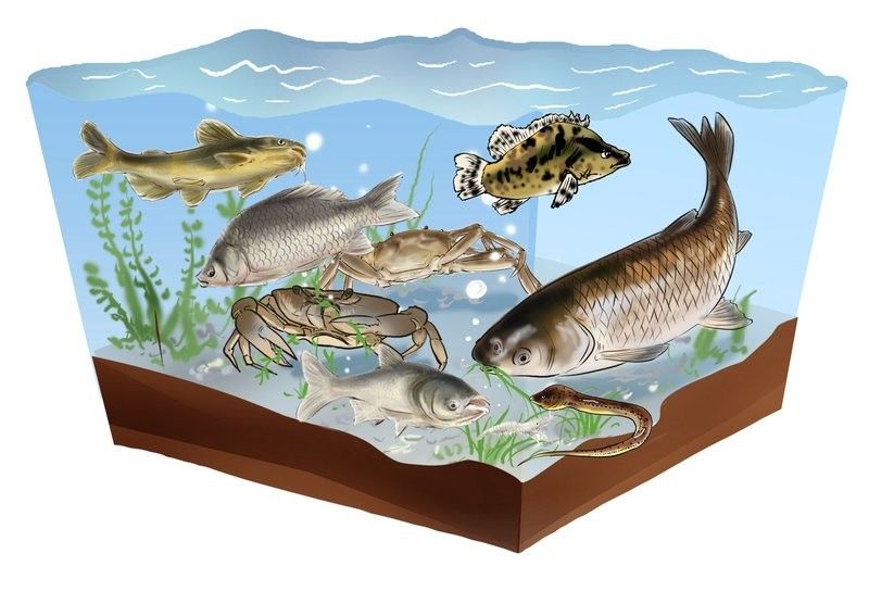 揚州龍魚的文化、生態及實用知識，揚州龍魚有哪些獨特的品種？ 揚州龍魚的文化、生態及實用知識，揚州龍魚有哪些獨特的品種？ 觀賞魚百科 第8張