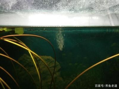 花鳥(niǎo)魚(yú)蟲(chóng)市場(chǎng)新址地鐵營(yíng)業(yè)時(shí)間，廣州寵物花鳥(niǎo)魚(yú)蟲(chóng)市場(chǎng)，廣州花鳥(niǎo)魚(yú)蟲(chóng)市場(chǎng)新址地鐵營(yíng)業(yè)時(shí)間