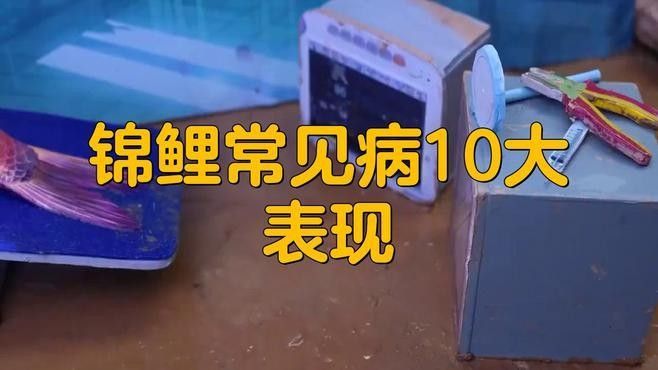 錦鯉生病癥狀與治療方法，錦鯉常見(jiàn)病治療方法全解析