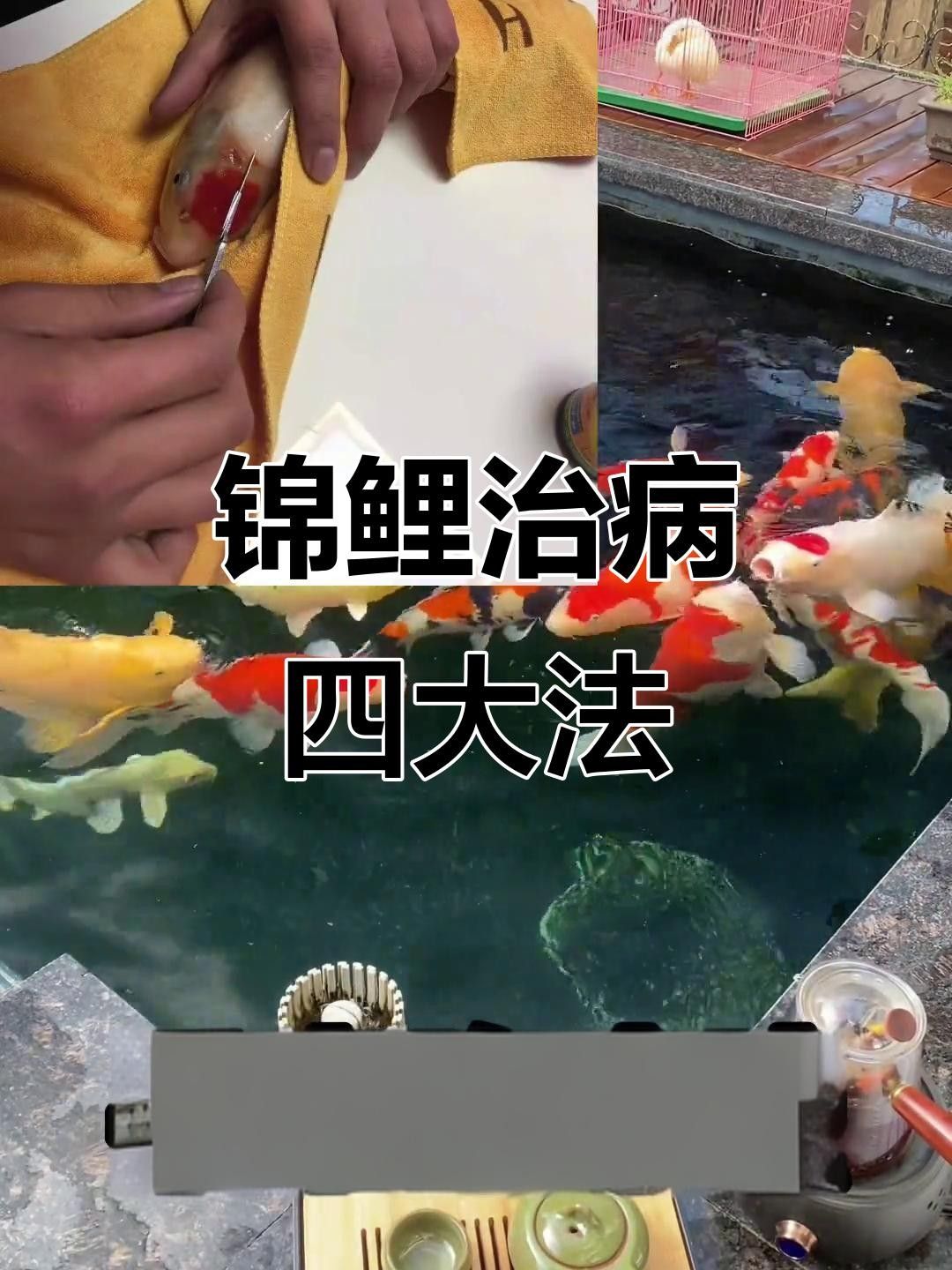 錦鯉生病癥狀與治療方法，錦鯉常見(jiàn)病治療方法全解析