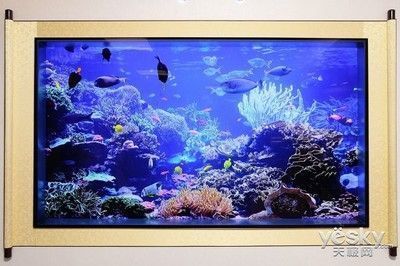龍魚混養(yǎng)的注意事項，黃金龍魚混養(yǎng)可以與哪些魚類進行混養(yǎng)并展現(xiàn)出最佳的觀賞效果