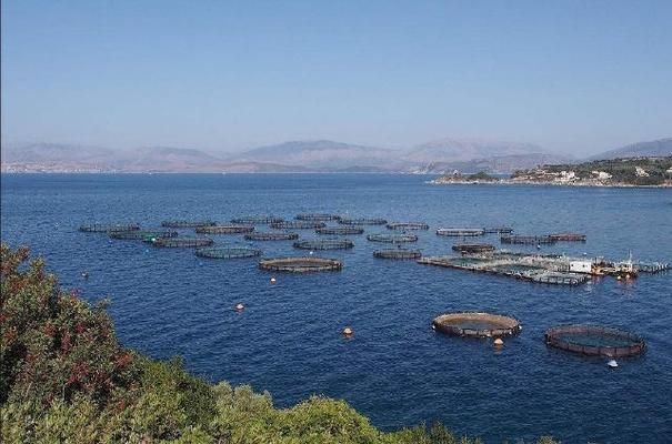 六角恐龍魚是魚嗎六角恐龍魚是魚嗎六角恐龍魚是魚嗎，六角恐龍魚是魚嗎
