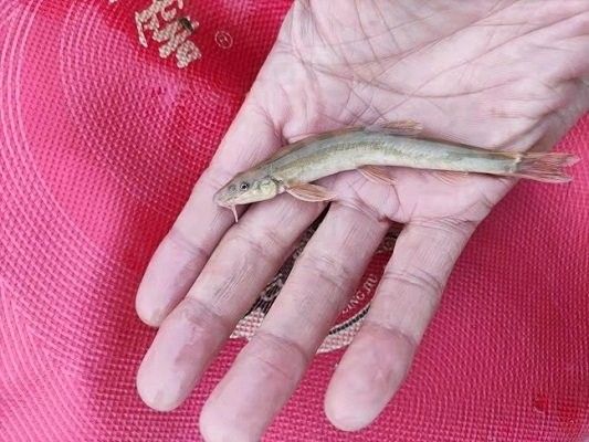 甘肅省平涼市莊浪縣龍魚養殖或存在相關產業確切信息，莊浪河與龍魚有何關聯？