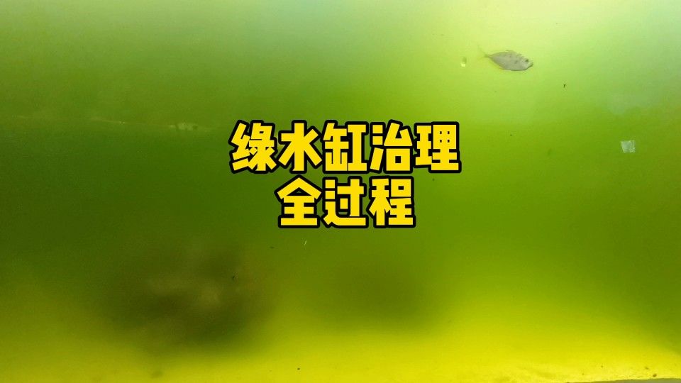 魚缸綠水如何處理嗶哩嗶哩魚缸綠水怎么辦，嗶哩嗶哩魚缸綠水怎么辦