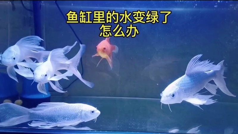 魚缸綠水如何處理嗶哩嗶哩魚缸綠水怎么辦，嗶哩嗶哩魚缸綠水怎么辦