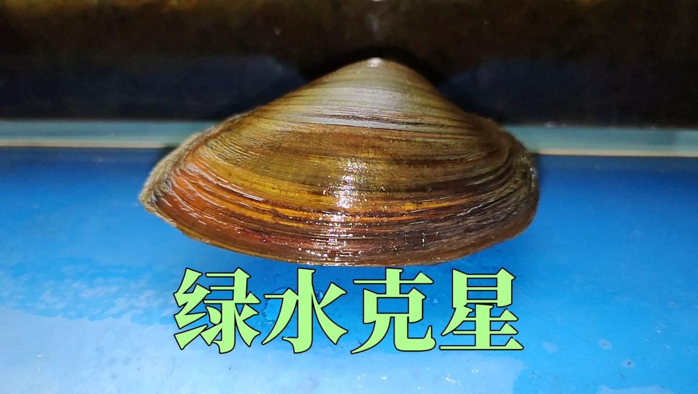 魚缸綠水如何處理嗶哩嗶哩魚缸綠水怎么辦，嗶哩嗶哩魚缸綠水怎么辦