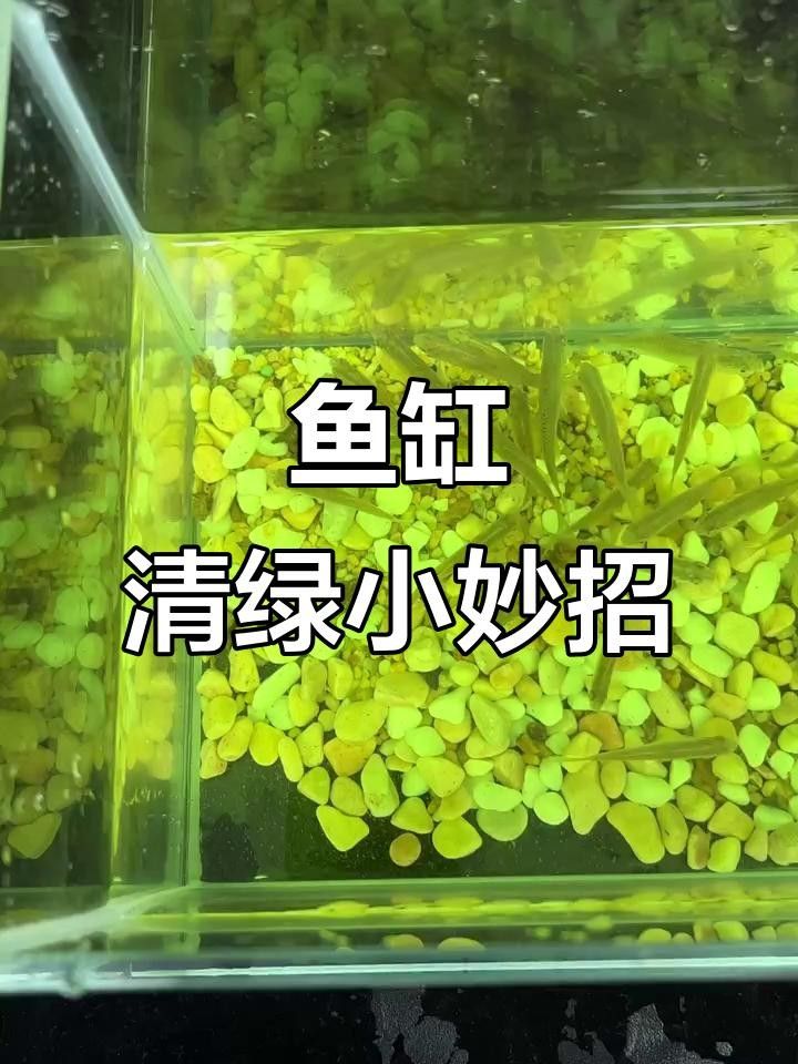 魚缸綠水如何處理嗶哩嗶哩魚缸綠水怎么辦，嗶哩嗶哩魚缸綠水怎么辦