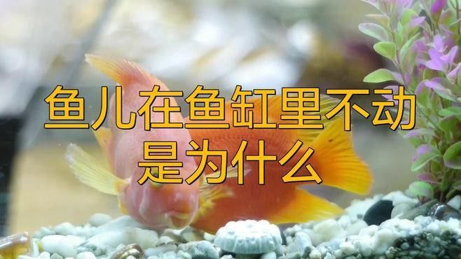 龍魚在中層不動怎么回事嗶哩嗶哩嗶哩嗶哩嗶哩嗶哩嗶哩聽，龍魚在中層不動怎么辦