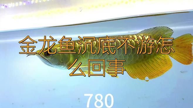 龍魚在中層不動怎么回事嗶哩嗶哩嗶哩嗶哩嗶哩嗶哩嗶哩聽，龍魚在中層不動怎么辦