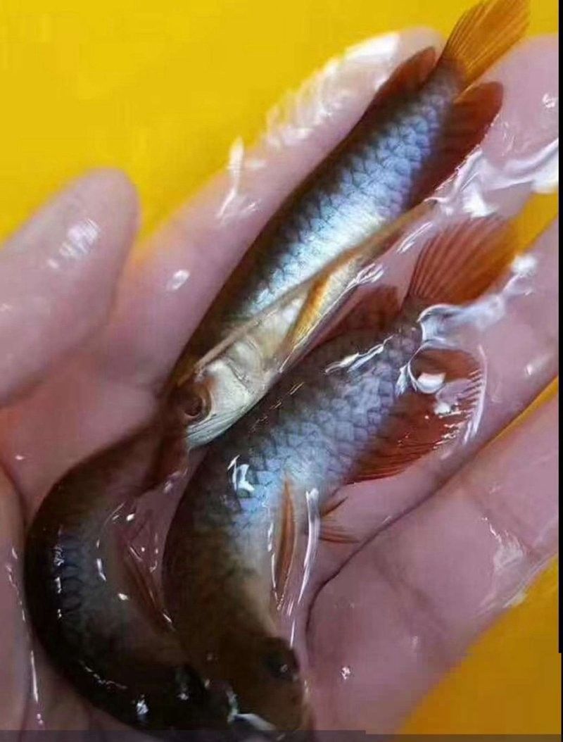 龍魚養殖技術:從食物到水質全攻略，遼陽龍魚養殖技術有哪些遼陽龍魚養殖技術有哪些