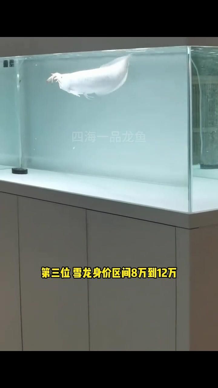 四種最貴龍魚硬核盤點，你見過幾種，10種最貴龍魚硬核盤點四種最貴龍魚硬核盤點
