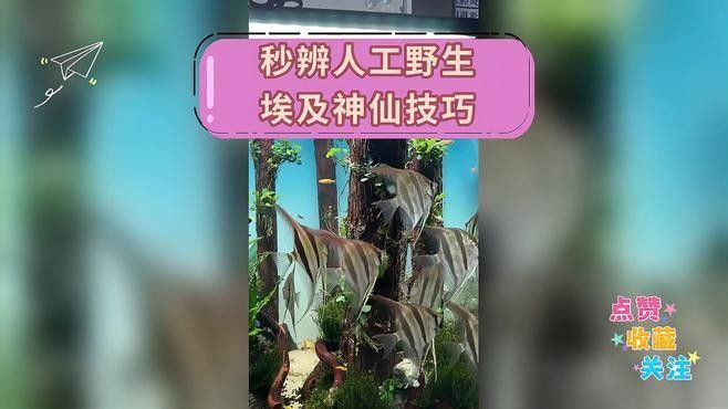 神仙魚f1與野生神仙魚的區別，如何區分人工野生埃及跟f1的區別