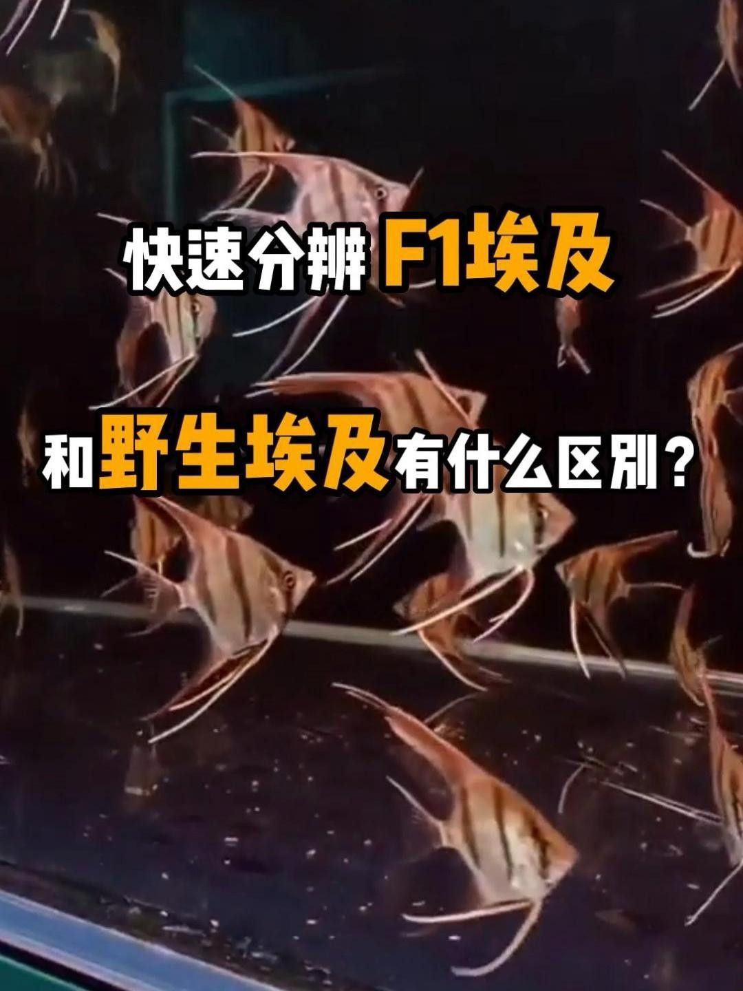 神仙魚f1與野生神仙魚的區別，如何區分人工野生埃及跟f1的區別