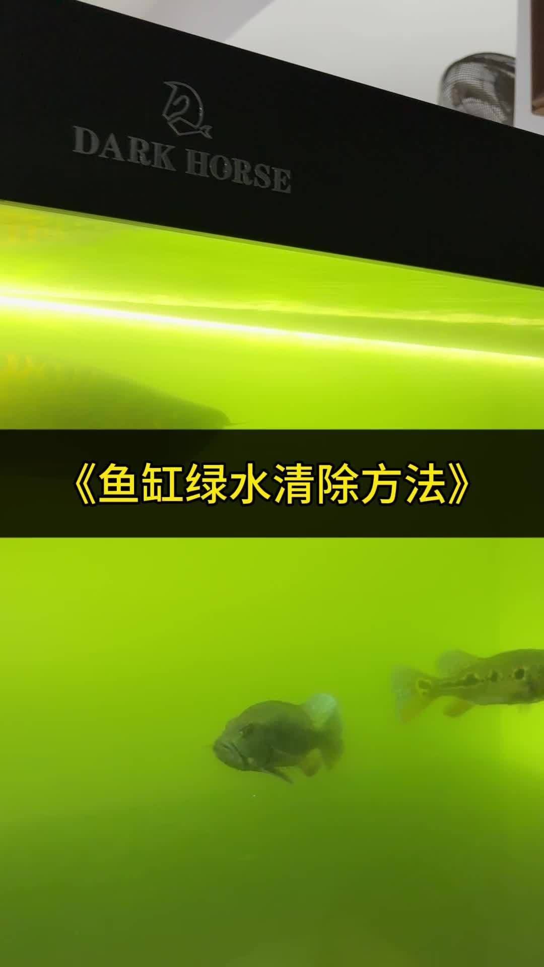 龍魚飼養綠水處理多久見效？，如何通過綠水處理來為龍魚創造一個健康、舒適的生活環境