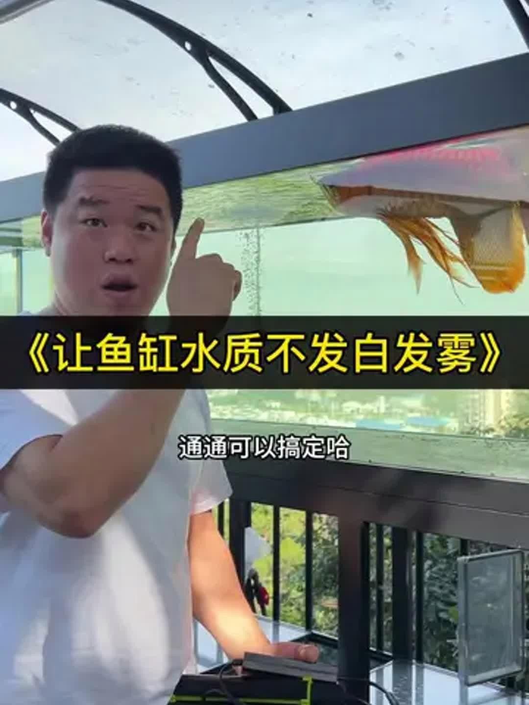 龍魚飼養綠水處理多久見效？，如何通過綠水處理來為龍魚創造一個健康、舒適的生活環境 龍魚飼養綠水處理多久見效？，如何通過綠水處理來為龍魚創造一個健康、舒適的生活環境 觀賞魚百科 第4張