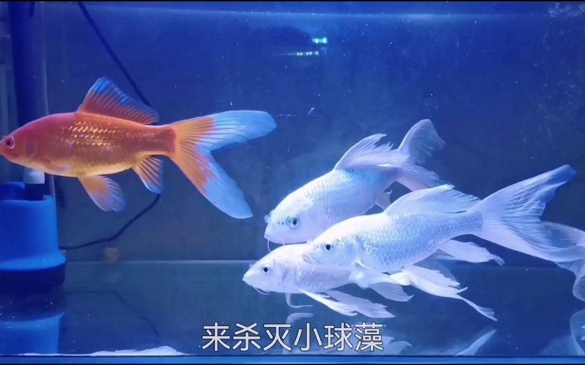 龍魚飼養綠水處理多久見效？，如何通過綠水處理來為龍魚創造一個健康、舒適的生活環境