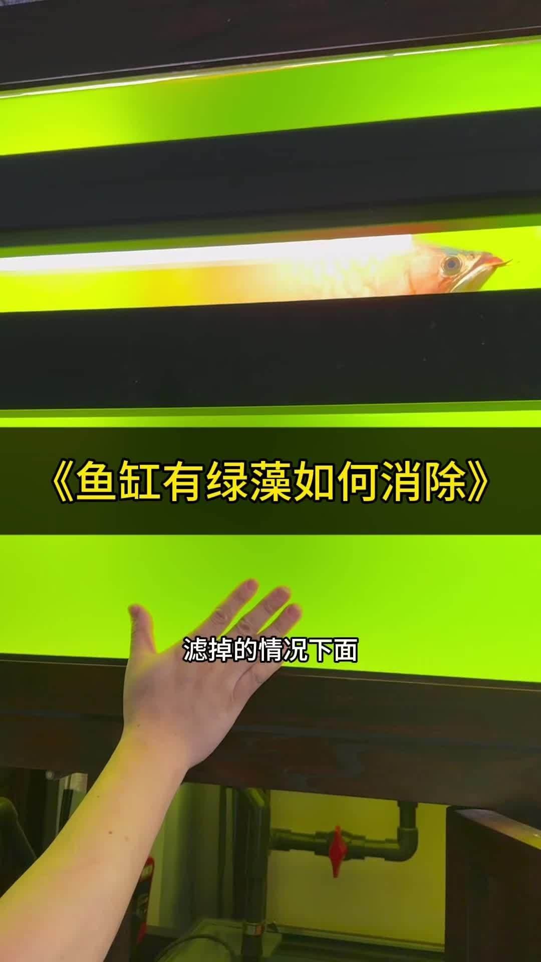 龍魚飼養綠水處理多久見效？，如何通過綠水處理來為龍魚創造一個健康、舒適的生活環境