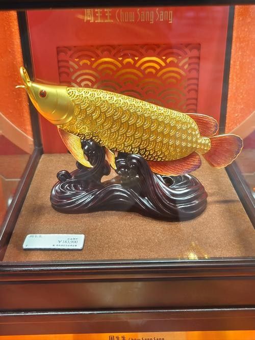古典金龍魚圖片欣賞：阿捷嚴(yán)選的國(guó)金系列賽級(jí)古典金龍魚，古典金龍魚圖片欣賞，古典金龍魚有哪些飼養(yǎng)技巧？