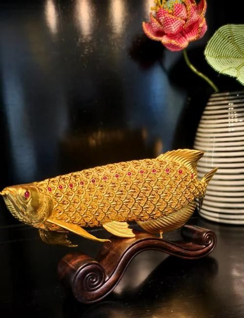 古典金龍魚圖片欣賞：阿捷嚴(yán)選的國(guó)金系列賽級(jí)古典金龍魚，古典金龍魚圖片欣賞，古典金龍魚有哪些飼養(yǎng)技巧？