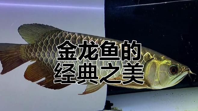 古典金龍魚圖片欣賞：阿捷嚴(yán)選的國(guó)金系列賽級(jí)古典金龍魚，古典金龍魚圖片欣賞，古典金龍魚有哪些飼養(yǎng)技巧？
