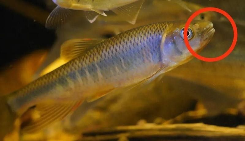龍魚嘴角出現(xiàn)肉疙瘩是怎么回事？，龍魚嘴角出現(xiàn)肉疙瘩可能與多種因素有關，飼養(yǎng)者需了解