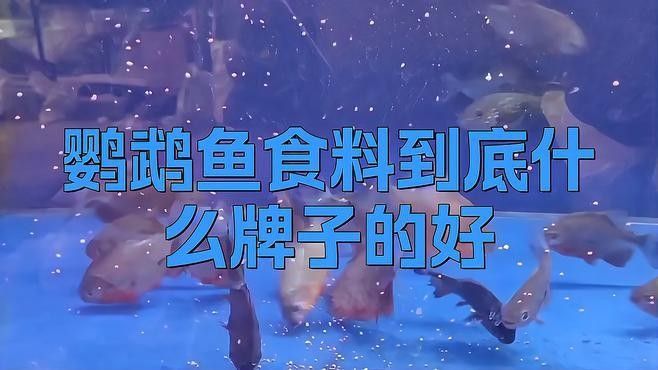 鸚鵡魚飼料品牌選擇，鸚鵡魚食品牌選擇