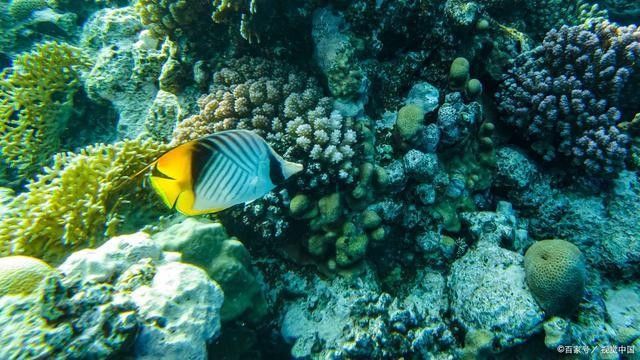 鄂溫克龍魚的檔次通常由其品種、品相、稀有度共同決定，一條魚能抵一套房，網友熱議紹興網聽，鄂溫克龍魚的價格是多少？