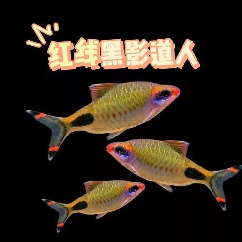 關于“藍線黑影道人”的相關內容，“藍線黑影道人圖片”不足以生成一段摘要，為了提供準確的摘要