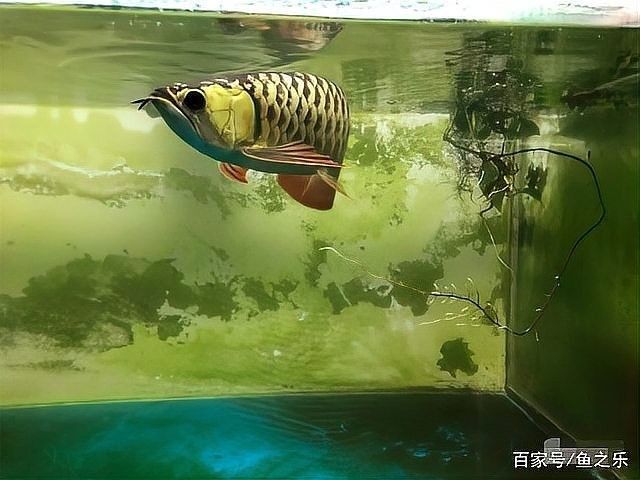 高力板金龍魚(yú)的飼養(yǎng)方法，高力板金龍魚(yú)養(yǎng)殖技術(shù)、市場(chǎng)前景以及面臨的挑戰(zhàn)，高力板金龍魚(yú) 高力板金龍魚(yú)的飼養(yǎng)方法，高力板金龍魚(yú)養(yǎng)殖技術(shù)、市場(chǎng)前景以及面臨的挑戰(zhàn)，高力板金龍魚(yú) 觀賞魚(yú)百科 第12張